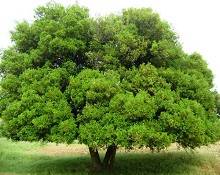 بين سيرتين: موسى عليه السلام  وعمر رضي الله عنه