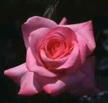 إذا عـز أخوك فهـن ..