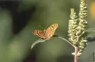 أولم يتفـكروا.. ؟!!