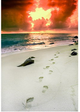 الدُّعاة والعمل السياسي